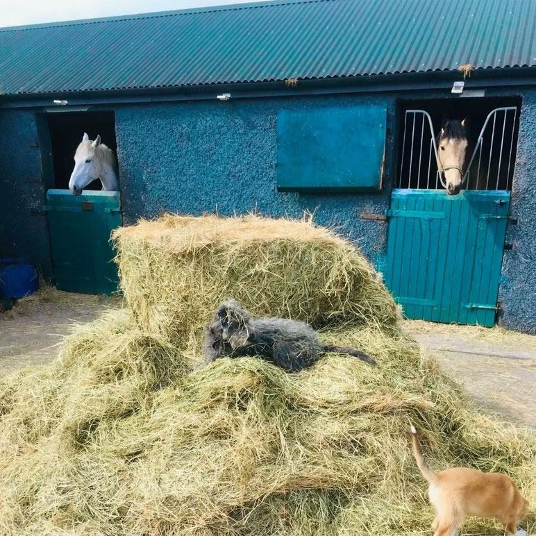 Period Property For Sale: Rayconor Farm, Loughrea, Co. Galway Period Property For Sale: Rayconor Farm, Loughrea, Co. Galway