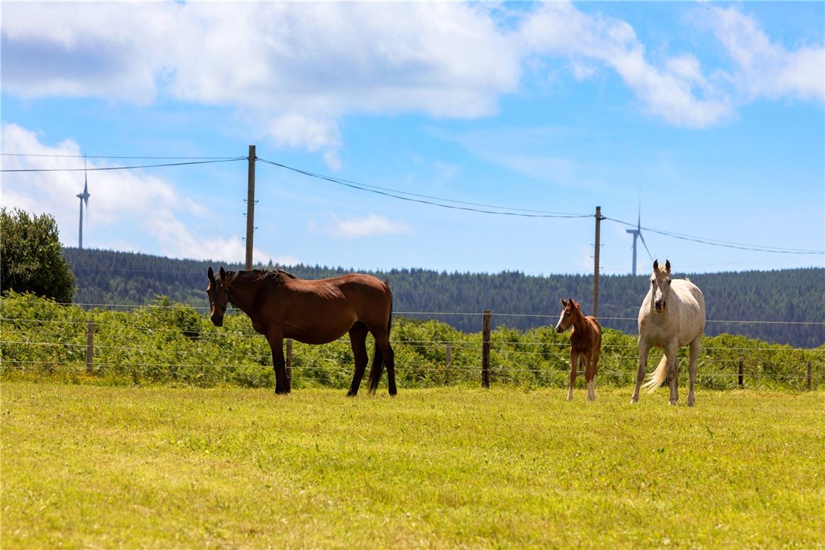 Equestrian Property For Sale: Hallowberry Lodge, Ballingate, Carnew, Co. Wicklow