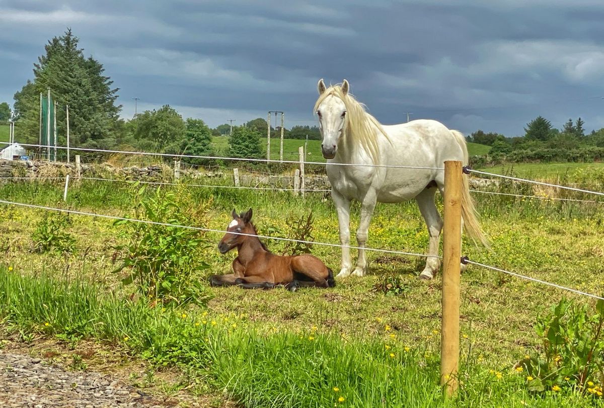 Historic Estate For Sale: Oatlands, Bonniconlon, Bunnyconnellan, Co. Mayo