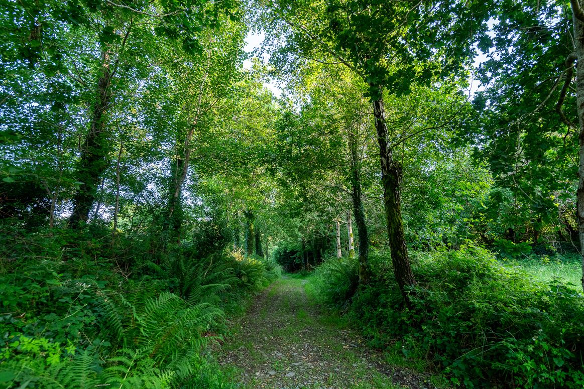 Unique Cottage For Sale: Spyglass Hill, Loughaunacreen, Kilmakillouge, Kenmare, Co. Kerry