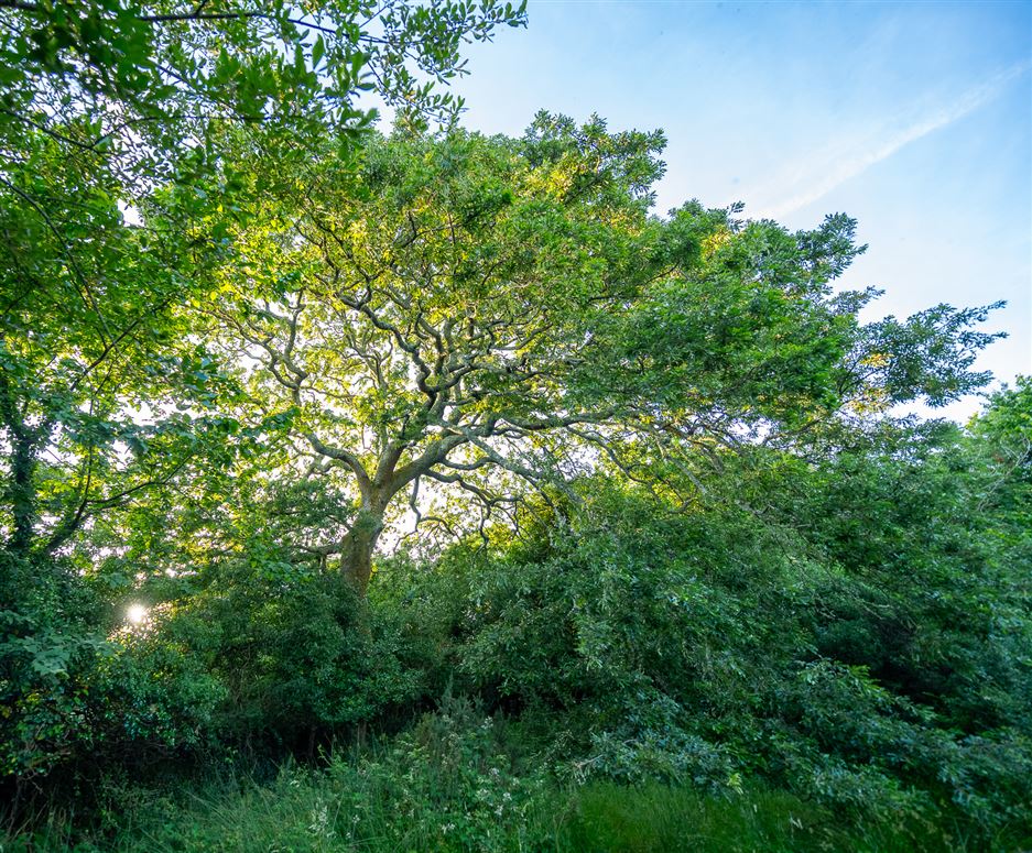 Unique Cottage For Sale: Spyglass Hill, Loughaunacreen, Kilmakillouge, Kenmare, Co. Kerry