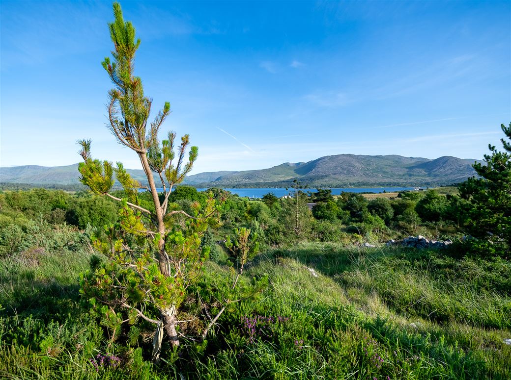 Unique Cottage For Sale: Spyglass Hill, Loughaunacreen, Kilmakillouge, Kenmare, Co. Kerry