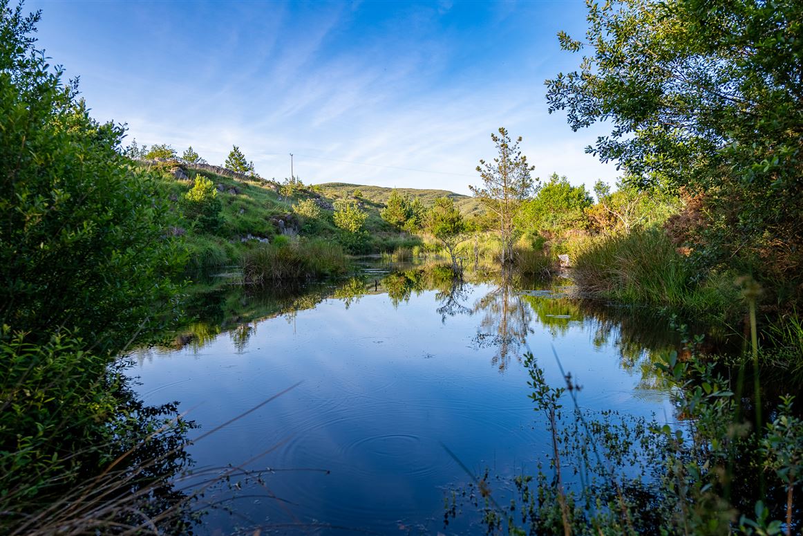 Unique Cottage For Sale: Spyglass Hill, Loughaunacreen, Kilmakillouge, Kenmare, Co. Kerry